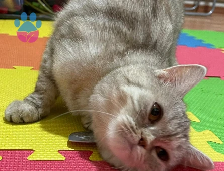 🐾 ÜCRETSİZ YAVRU KEDİ SAHİPLENDİRME İLANI 🐾