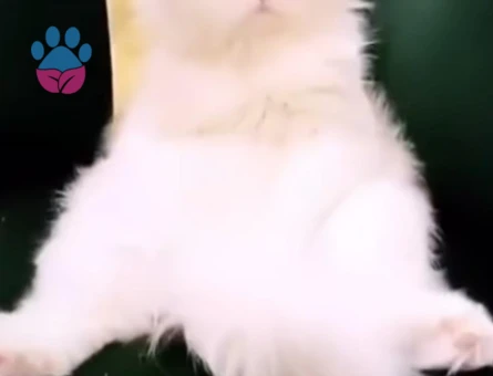 🐾 ÜCRETSİZ YAVRU KEDİ SAHİPLENDİRME İLANI 🐾