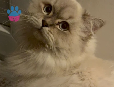RAGDOLL KIRMASI YAKIŞIKLI OĞLUM
