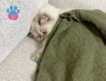 RAGDOLL KIRMASI YAKIŞIKLI OĞLUM
