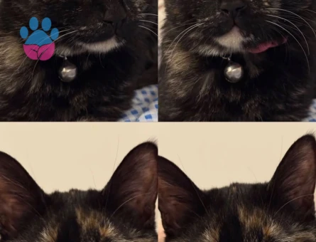 Vino’ya Ömürlük Yuva Arıyoruz 🐾