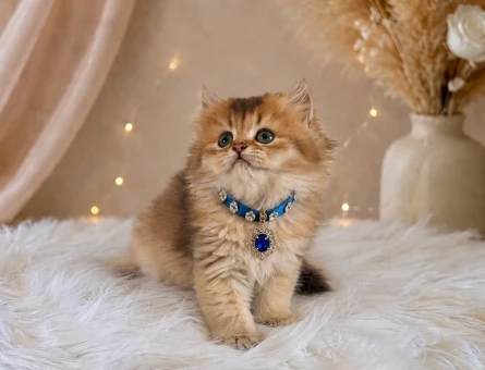 Bal Renginde Golden British Longhair Erkek Yavrumuz - 4543