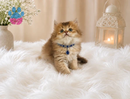 Bal Renginde Golden British Longhair Erkek Yavrumuz