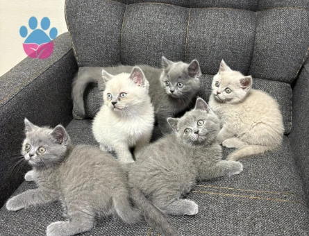 British Shorthair 2 Aylık Yuva Arıyor