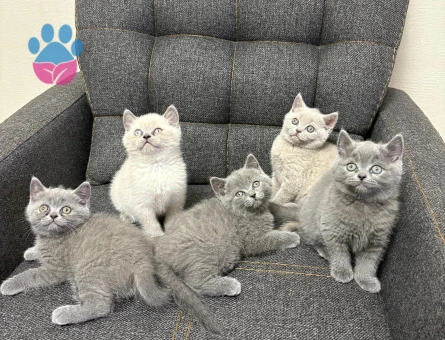 British Shorthair 2 Aylık Yuva Arıyor