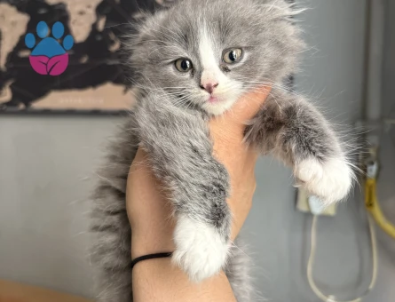 British Shorthair Kaliteli 2 Aylık