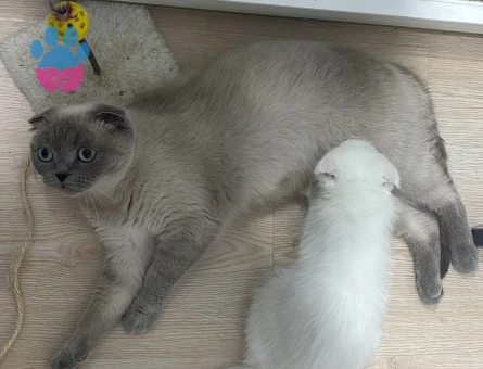 Safkan Britihs Shorthair 1 Yaşında