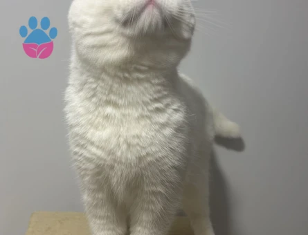 Safkan Britihs Shorthair 1 Yaşında