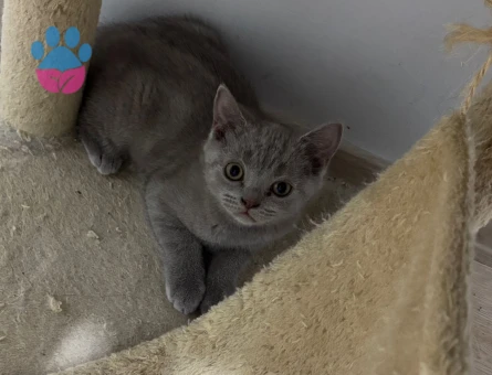 Safkan Britihs Shorthair 1 Yaşında