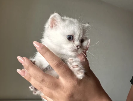 Safkan minikler yuva arıyor