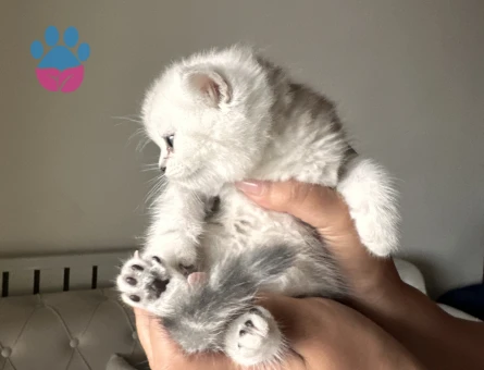 Safkan minikler yuva arıyor