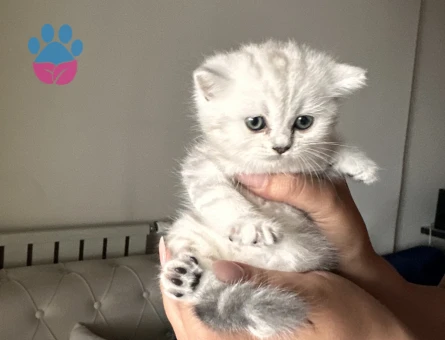 Safkan minikler yuva arıyor