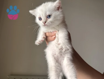 Safkan minikler yuva arıyor