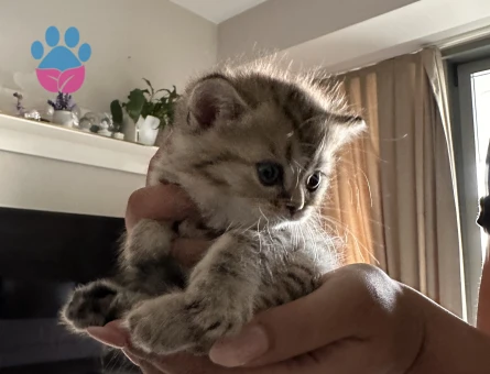 Safkan minikler yuva arıyor