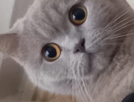 2 Yaşında British Shorthair Yuva Arıyor - 5110