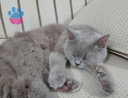 2 Yaşında British Shorthair Yuva Arıyor