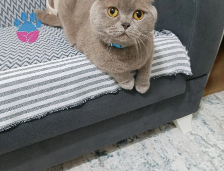 Yuva arıyorum