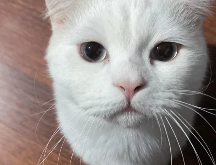 British Shorthair 1 Yaşında Eş Arıyor - 118984452