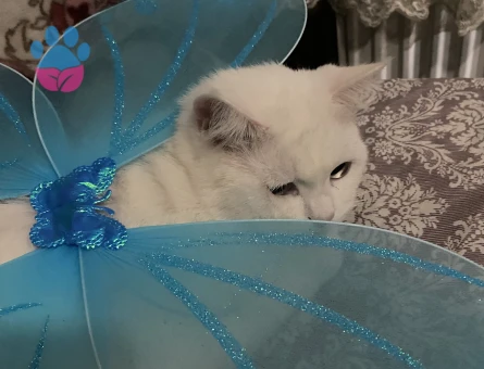 British Shorthair 1 Yaşında Eş Arıyor
