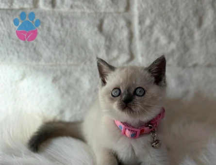 British Shorthair Bleupoint Dİşi 2 Aylık