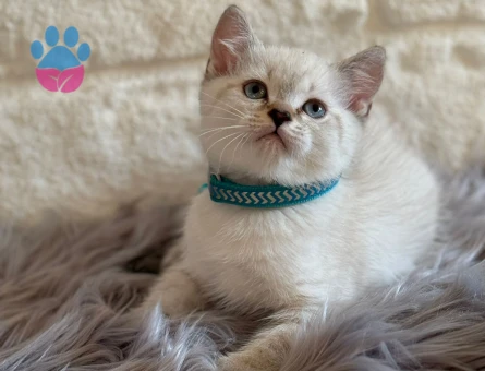 2 Aylık Point Yavrular