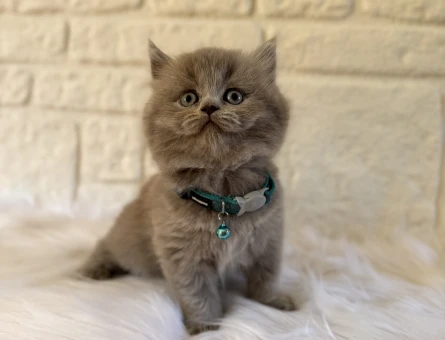 British Longhair Erkek 2 Aylık Topaç Kafa Yavrumuz