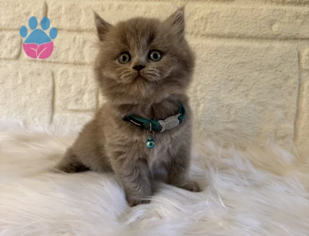 British Longhair Erkek 2 Aylık Topaç Kafa Yavrumuz