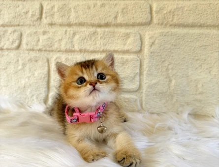 British Shorthair Golden Erkek Yavrumuz