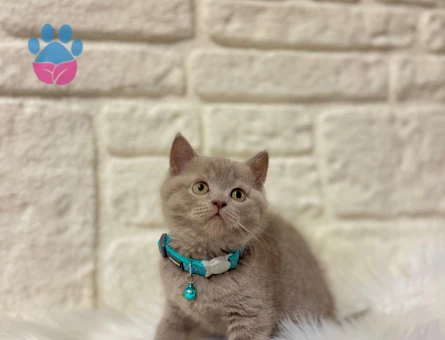British Shorthair Lilac Erkek 2 Aylık Yavrumuz