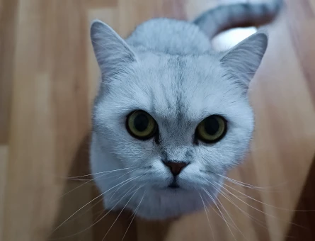 British Shorthair Miu için yuva arıyoruz - 6593