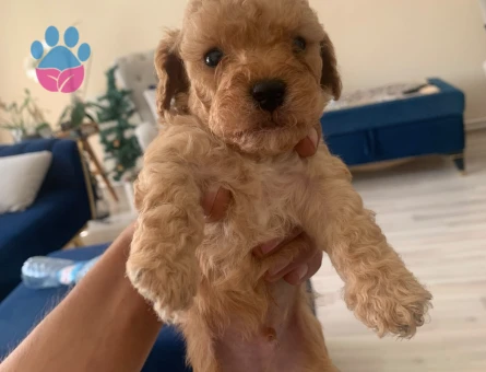 Mini boy toy poodle
