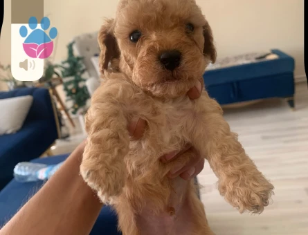 Mini boy toy poodle
