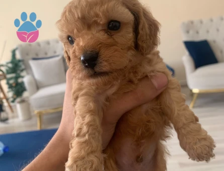 Mini boy toy poodle