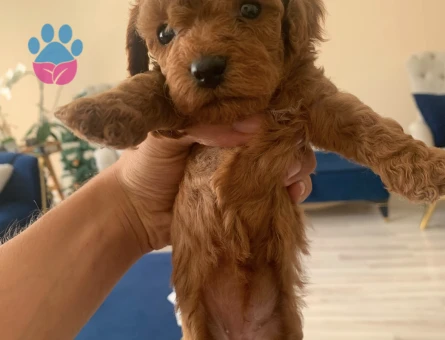 Mini boy toy poodle