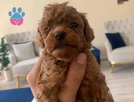 Mini boy toy poodle