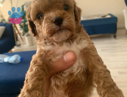 Mini boy toy poodle