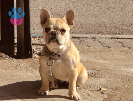 Frençh Bulldog - 6598