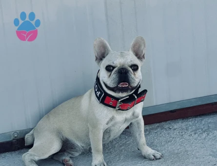 Frençh Bulldog