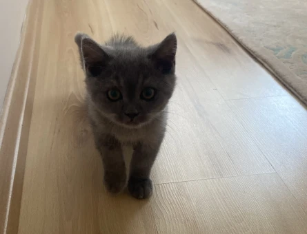British Shorthair 1 Yaşında Yuva Arıyor - 6599