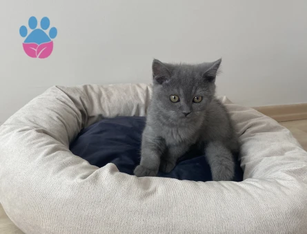 British Shorthair 1 Yaşında Yuva Arıyor