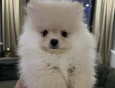 Sahibinden 3 aylık pomeranian boo - 6601