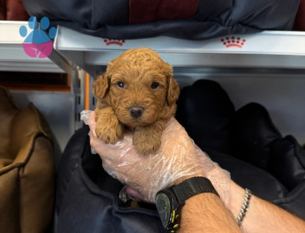 Toy poodle yavrularımız