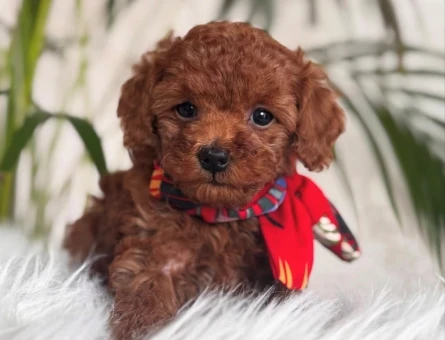 EŞSİZ GÜZELLİK DE TOY POODLE YAVRULARIMIZ - 6611