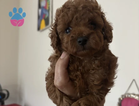 SAFKAN IRK TOY POODLE YAVRULARI