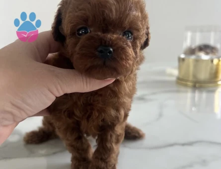 ÖZEL RENK MUHTEŞEM TOY POODLE YAVRULARI