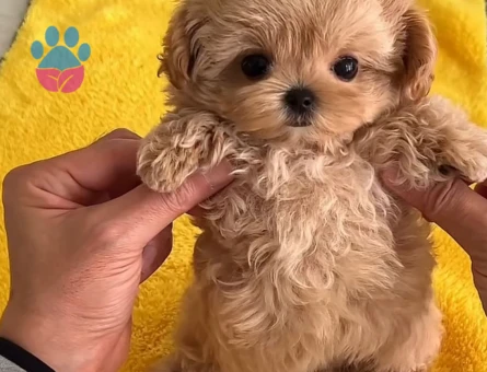 Kore Maltipoo bebeklerimiz - 6625