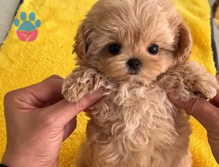 Kore Maltipoo bebeklerimiz