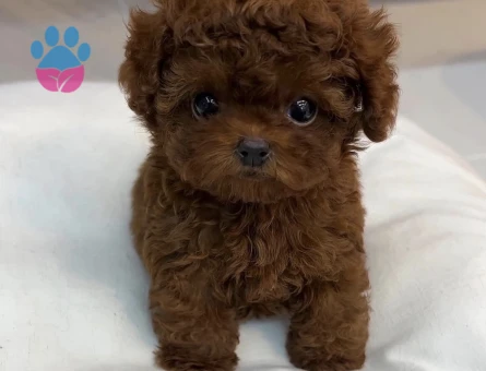 KOREAN OYUNCU POODLE YAVRULARIMIZ - 6626