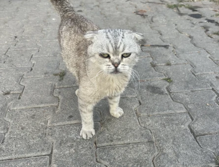 1 Yaşında Scottish Fold Kedi İlanı - 6627