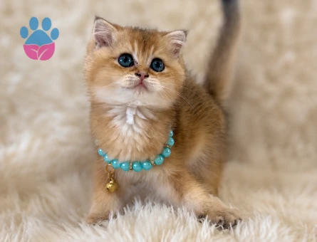 British Shorthair Golden Erkek Yavrumuz - 6628